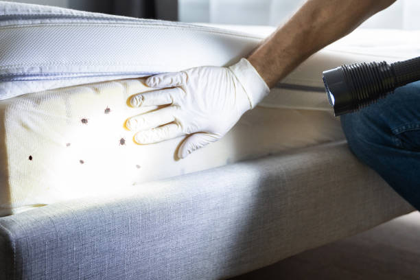 Best Termite Control Services  in Alma, AR